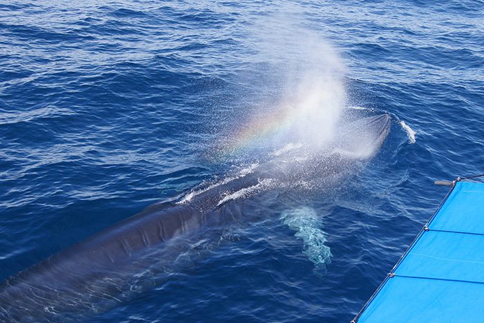 ニタリクジラの親子、イルカ、トビウオといった海の仲間たちのオールキャストに出会えるよう、全力を尽くし頑張っております